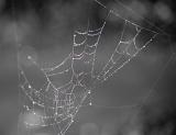 Water droplets from early morning dew or rain glistening in a spider web highlighting the intricate structure of the silken web