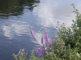 Pretty purple wildflowers growing on the bank overlooking the water alongside a tranquil river with reflections of trees