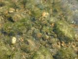 green algae and gravel rounded by running water in a shallow stream