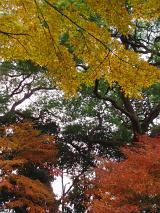 a tricolour of autumn leaves, green, orange and yellow