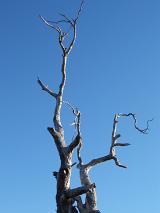 dead wood, symbolic of climate change and desertification