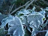 ice crystals growing on ivy leaves in an english hedge row
