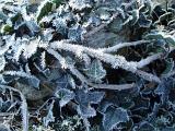 ice 'spines' growing a ivy leaves in winter