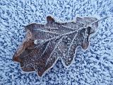 a frosty winter scene, a brown oak leaf covered in ice crystals