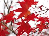 colourful red leaves, representative of autumn