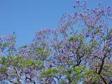 colourful purple spring flowers: jacaranda blossom and spring leaves