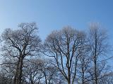 winter trees on a crisp frosty winters morning