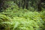 Fresh green bracken growing in abundance on a forest floor between the trees during spring or summer