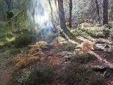 Cumbrian woodland landscape with sunlight streaming between the tree trunks lighting up the vegetation on the forest floor