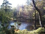Scenic Cumbrian woodland with a tranquil lake surrounded by evergreen conifers and deciduous trees on a sunny day