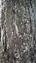 background photo featuring the bark of a large tree covered in green lichen and mosses