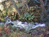 Fast flowing rocky stream in Cumbria woodland creating white water amongst the lush vegetation and ferns in a scenic natural landscape