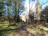 Sunny glade between the trees in a Cumbrian woodland landscape or nature background