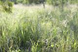 tall grass flowers and green fronds in a summer meadow