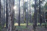 sun glintng between trees in a pine wood plantation
