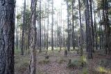 Pine trees in a forestry plantation, a natural sustainable resource for timber and lumber for fuel and industry
