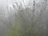 Rain misery with a dismal view of bare branched winter trees through a misty glass window with condensed water or rain droplets in a wet foggy landscape
