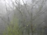 Miserable cold wet rainy weather with a foggy landscape view of trees shrouded in mist and moisture