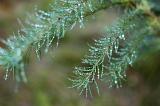 Rainy woodland with glistening water droplets beading on the green pine needles against a misty atmospheric background