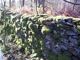 Old moss covered stone wall running alongside rural woodland, close up oblique angle view