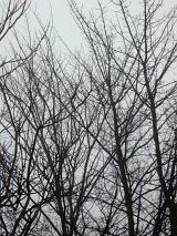Bare leafless deciduous tree branches against a dull grey sky depicting the winter season