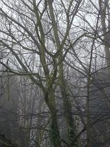 naked winter trees on a foggy miserable day