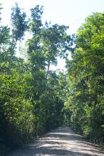 Tropical gravel road leading straight ahead in a receding perspective through lush green leafy trees in a vertical view