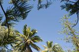 View from below looking up of assorted tropical trees framing a blue sky with central copyspace in a travel and summer vacation concept