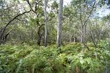Dense covering of fresh green bracken between the tree trunks in rural woodland during summer or spring in a panoramic landscape
