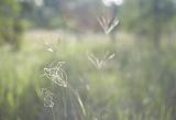 Fine delicate wild grasses growing in a meadow on a misty wet day, selective focus to the inflorescence