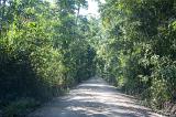Dirt road receding straight into the distance through lush green woodland trees in a concept of exploring nature
