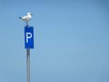Seagull perched on a parking sign on a tall metal pole against a sunny blue sky