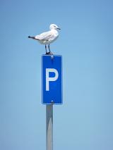 Seagull perched on a Parking sign in a tall metal pole against blue sky with copy space
