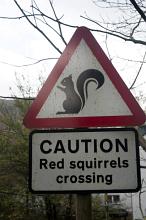 Road Sign warning of Red Squirrels Crossing at the side of a village road in a closeup view