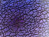 Close up of black lined cracks on purple toned melon skin