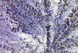 Abstract image of points colored deep purple black and lavender against a white background