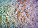 Full frame view of rug or fur background with gradient color cast of green to red