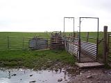 Livestock gate on a farm into a muddy paddock with green fields in the background in an agricultural landscape
