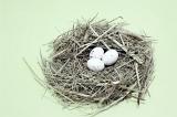 Nest of straw with three speckled eggs, studio on green