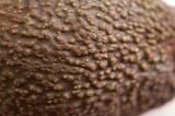 Background texture of ripe avocado skin showing the rough stippled surface of this popular salad ingredient