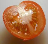 Juicy succulent ripe red tomato cut through in cross-section to show the pips and flesh, a popular vegetable and salad ingredient rich in antioxidant and vitamins