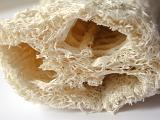 close up on a natural loofah sponge