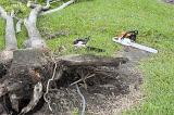 Uprooted tree in a garden brought down by wind being cleared using a chainsaw