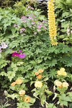 Close up background of assorted flowers and leafy green foliage in a summer garden with yellow hollyhocks