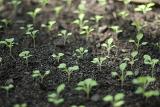 Neat rows of young vegetable seedlings sprouting in spring planted out in the soil of a vegetable garden or allotment