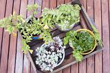Assorted potted houseplants in a wooden box outdoors on wooden decking with a geranium and succulents viewed top down
