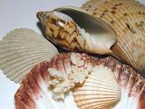 Collection of assorted seashells and coral, mementos from a summer vacation at the coast or seaside