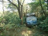 Abandoned truck in an overgrown woodland