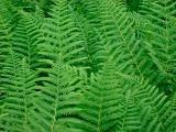 Background of fresh dense green fern leaves or fronds growing in a moist environment