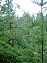 Evergreen pine forest background with a view through the branches of a sapling to the dense plantation beyond